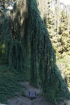 cedar satin bluish crying in the botanical garden. Interesting specimen