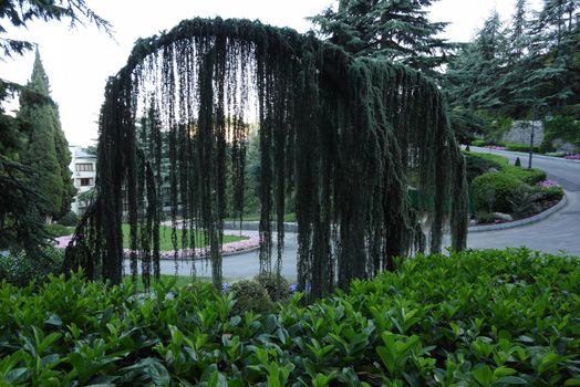 An unusual green tree with drooping branches over a walking park avenue