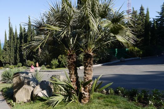 Beautiful low palm trees with long narrow leaves growing on green grass in a park with stones lying nearby.