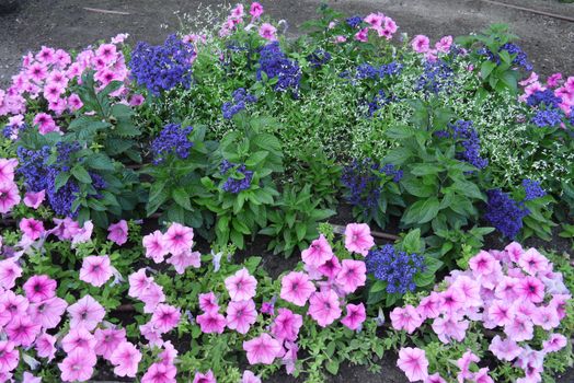 Beautiful flowers of different coloring sitting together. A beautiful and bright composition from which it is difficult to tear off the look.