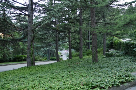 majestic and mighty larch is planted in a city park with alleys