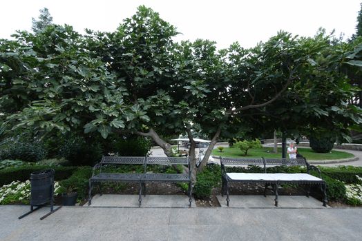beautiful fluffy tree over openwork metal benches for relaxing in the park