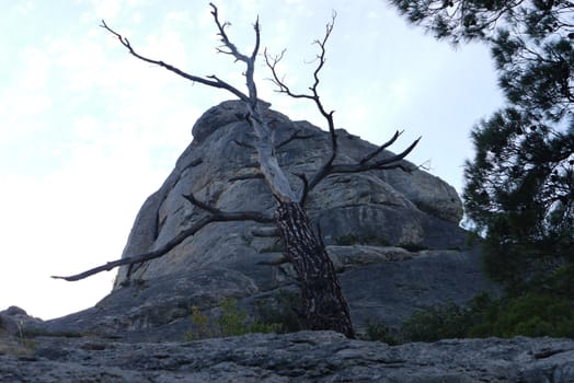 An old dry tree with a burnt bark on the trunk near the big gray stones