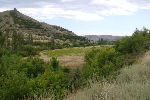 Beautiful forest valley with trees against the backdrop of a large rocky mountain