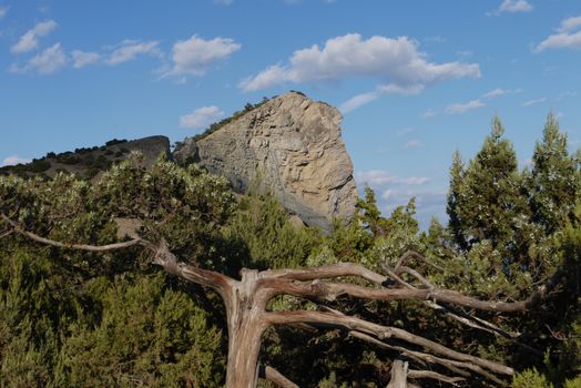 A steep rocky rock with old pine trees at the foot of the blue sky