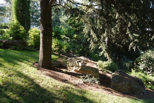 Several small stone boulders on the floor of a high coniferous tree against a background of green decorative shrubs