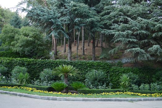 The park area with beautiful green pine trees and ornamental plants on flower beds near the mall