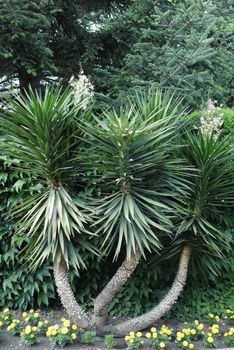 Young shoots of palms with curved trunks of still young trees growing with a bush with long narrow green leaves.