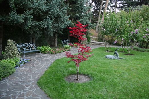 bright reddish maple in a green garden on the background of blue fir