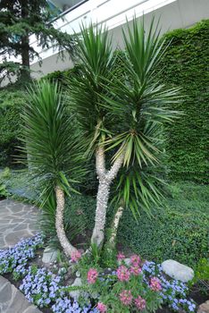 A large green yucca on a flower bed with colorful flowers and ornamentally carved bushes