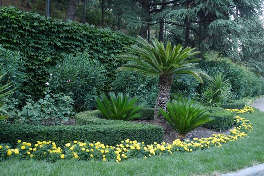 Flowerbed with yellow small flowers against a background of neatly trimmed grass and ornamental plants