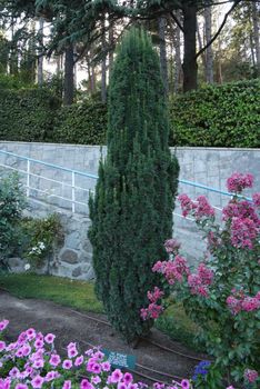A magnificent slender green bush in a park growing in the shape of a candle next to beautiful lush flowers with delicate pink petals.