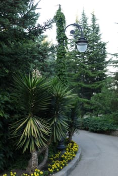 Exotic Yucca in a botanical garden under a lantern near the track