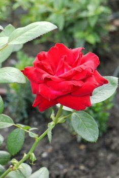 Queen of flowers, beautiful lush red rose on a high stalk with green leaves