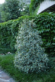 a shrub of a plant of small light green leaves resembling a Christmas tree growing on the grass near the path