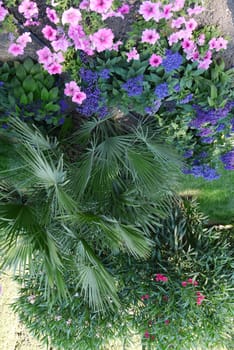An interesting view from above on flowers growing in the garden. Beautiful with blue and pink petals and growing among them green stems with branches resembling spruce.