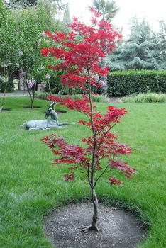 A beautiful landscape in a park with a green lawn sculpting a deer sitting on it and a beautiful young tree with red leaves.