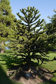 An interesting tree of Araucaria in a botanical garden with a sign for visitors