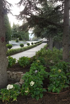 blue flowers of hydrangea in the shade of high fir trees in a city park with lanes laid out by a pavement