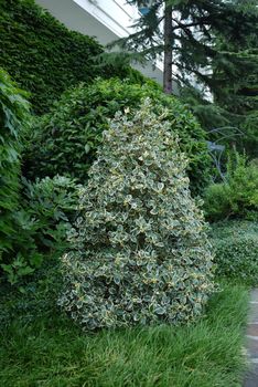 Beautiful green bush with round leaves against the backdrop of ornamental trees