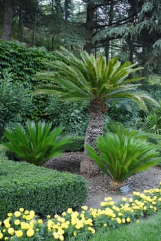 composition of palm trees and ornamental bushes against the background of a spruce forest