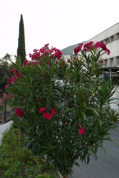 A tall bush with beautiful, red flowers is like a tree silhouette.