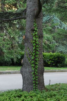 A weaving plant on the trunk of a tree dwells on a lizard that lurks and tries to merge with the environment