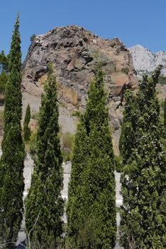 tall, slender trees under a blue sky on the background of a large stone