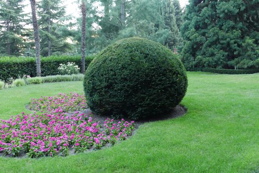 Small pink flowers next to a large lush decorative bush on a green lawn