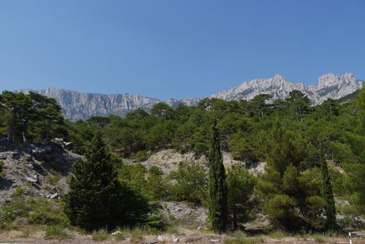 thick green trees under a blue sky on the background of high steep mountains