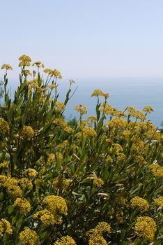 fragrant yellow flowers on the background of the boundless black sea