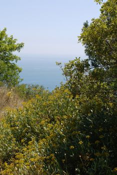 fragrant yellow flowers on the background of the boundless black sea