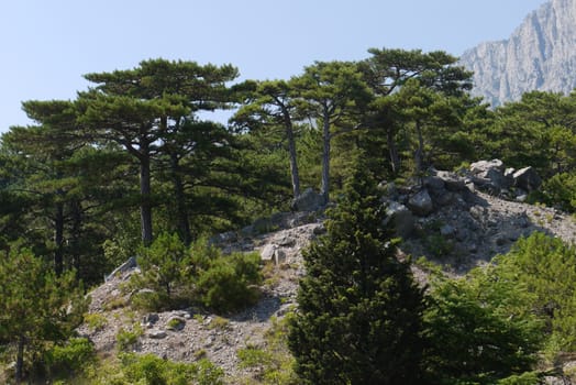 high green trees under a blue sky against the background of high rocks