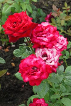 Shrub with flowers of lush red roses on high green stems with spines