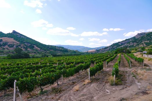 wide grape field under a blue sky on the background of slopes covered with grass