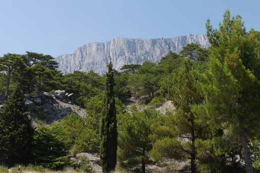 thick green trees under a blue sky on the background of high steep mountains