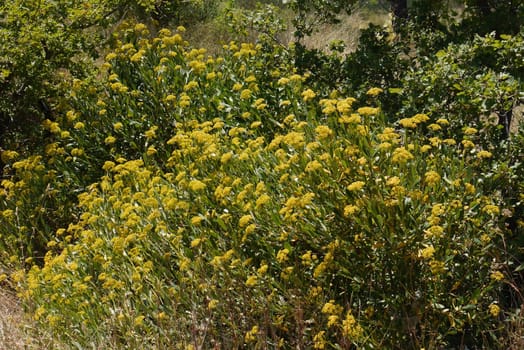 beautiful yellow flowers against the background of green trees