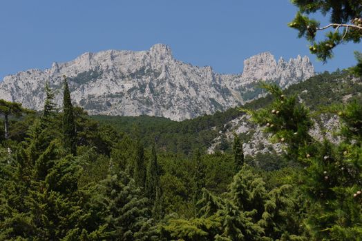 thick green trees under a blue sky on the background of high steep mountains