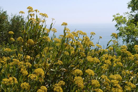 fragrant yellow flowers on the background of the boundless black sea