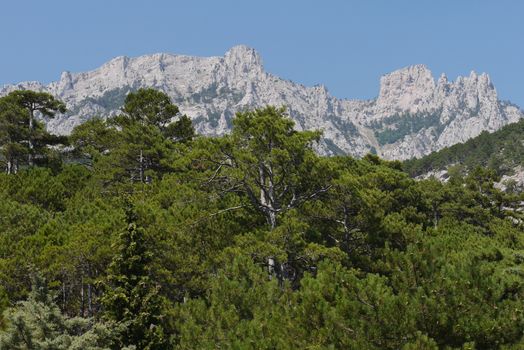 thick green trees under a blue sky on the background of high steep mountains