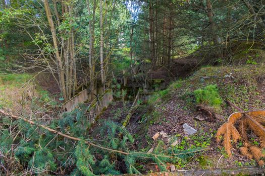 An overgrown ditch surrounded by arid trees. Dense forest