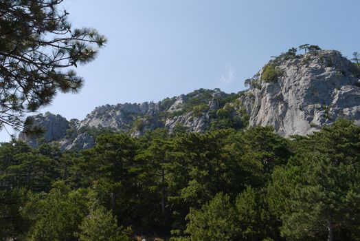 large lush trees under the blue sky on the background of grass-covered mountains