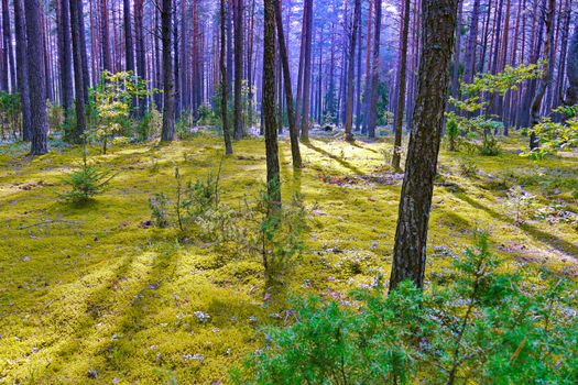 the forest lawn is covered with grass and high with slender trees