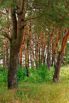 steep grassy slopes on the background of high endless mountains covered with trees