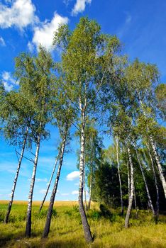 tall, subtle birch beneath a blue sky on the background of a wide infinite field