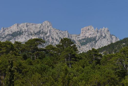 thick green trees under a blue sky on the background of high steep mountains