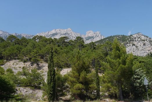 thick green trees under a blue sky on the background of high steep mountains