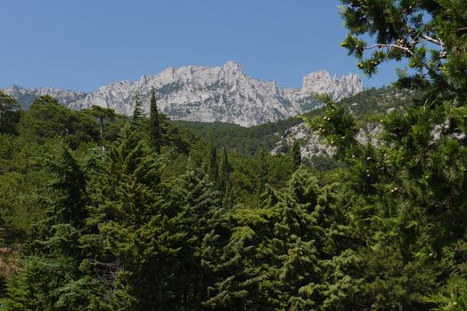 thick green trees under a blue sky on the background of high steep mountains