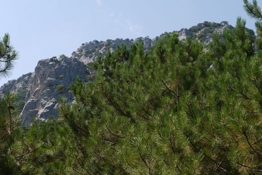 large lush trees under the blue sky on the background of grass-covered mountains