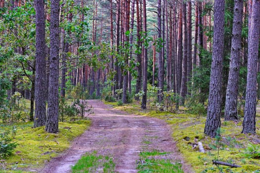A wide path in the middle of a forest glade surrounded by tall, beautiful trees